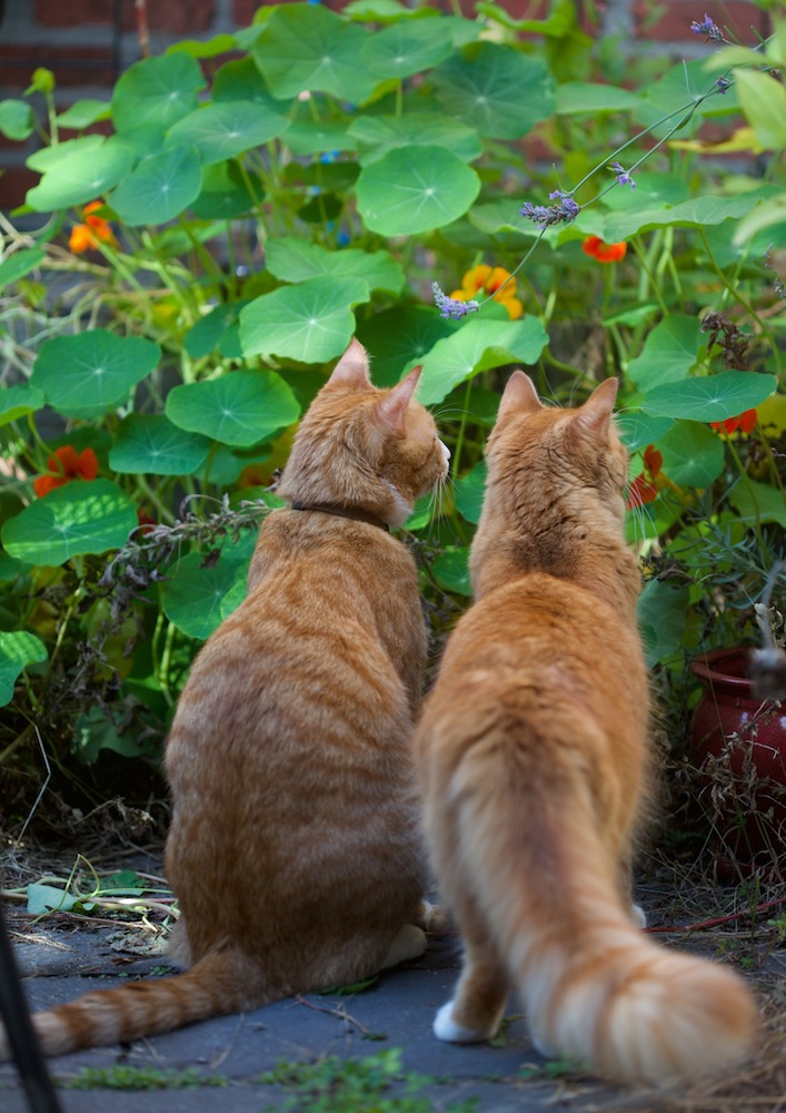 Horatio and Æthelred monitor a bee in the nasturtiums